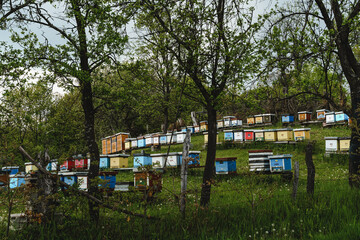 Beekeepers apiary with colorful hives nestled among trees on a hillside during springtime in a rural area