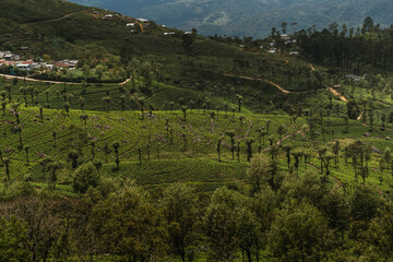 Lush green terraced hillsides filled with tea plants and scattered trees during a serene afternoon