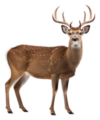 Fototapeta premium PNG Deer wildlife animal mammal.