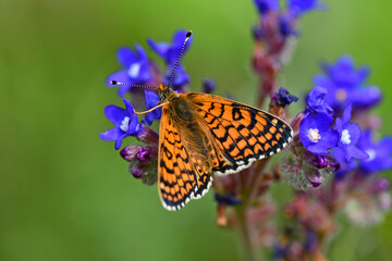 Wegerich-Scheckenfalter // Glanville fritillary (Melitaea cinxia) - Sosopol, Bulgarien