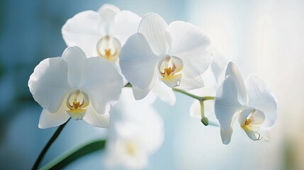 Elegant White Orchids in Soft Focus with Gentle Light and Blue Background for Tranquil and Serene Floral Imagery