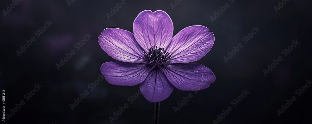 Poster Delicate purple flower blooming in dark background