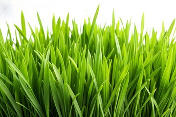 Fototapeta premium Vibrant green grass on a crisp white background, ideal for generative AI projects focused on nature and eco-friendly