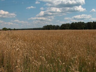 Belarus, Soligorsk, dacha, forest, mushrooms, boletus, greenhouse, flowers, lake, tomatoes, city, buildings, streets, trees, basket, stove, house interior