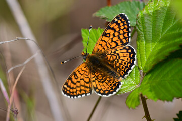 Wegerich-Scheckenfalter // Glanville fritillary (Melitaea cinxia) 