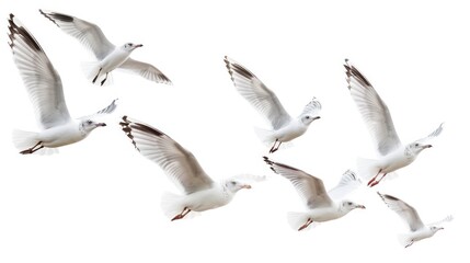 Obraz premium Birds Flying White Background. Flock of Seagulls Soaring in Freedom