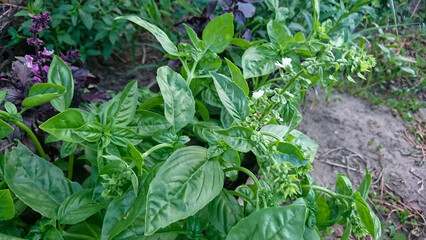 Bed of Green Basil in a Farm Garden