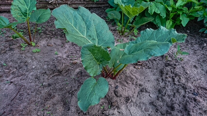 Rhubarb Bushes with Green Leaves in a Farm Garden Bed