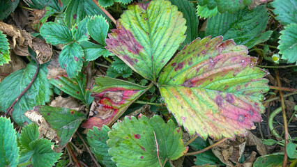 Strawberry Bushes with Green Leaves Featuring Red Spots from Plant Disease