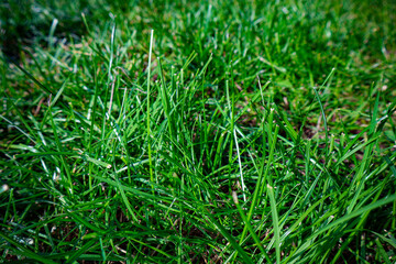 Background of Green Lawn Grass