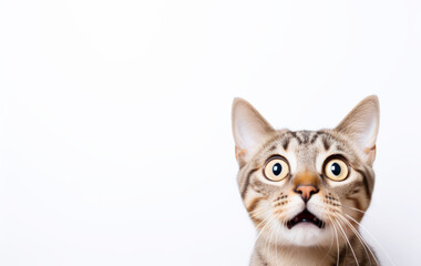 Obraz premium The cat reacting with surprise, wide eyes and open mouth