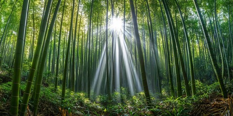 Sunlight beams through a lush bamboo forest, creating a mystical and serene atmosphere.