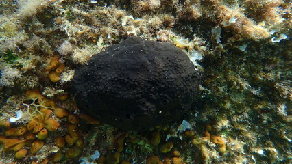 Black leather sponge (Sarcotragus spinosulus)  undersea, Aegean Sea, Alonissos island, Chrisi Milia beach
