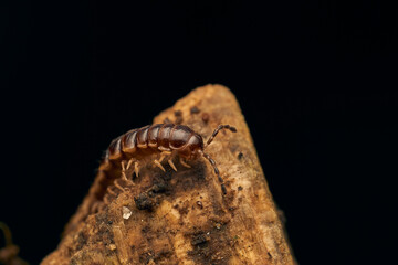 Details of a brown centipede on a branch