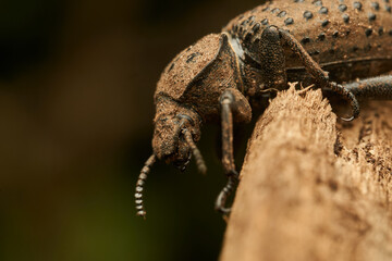 Details of a brown beetle on a brown branch