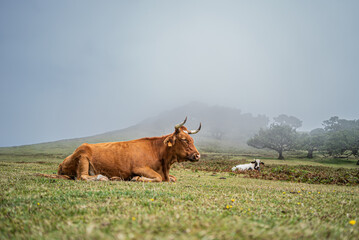 Madeira's Foggy Pastures with Resting Cows
