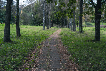 Obraz premium The old sidewalk footpath is overgrown with grass and covered with dry foliage