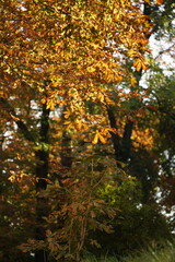 Bright autumn leaves of chestnut tree on blue sky. Green and yellow color foliage of tree in park. Yellow and brown chestnut leaves with natural light accentuating their intricate details and texture