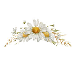 White daisies flowers buds, dried flowers in semicircular frame as a symbol of purity, innocence, love, fidelity. Watercolor clipart on transparent background for product design, postcards, calendar