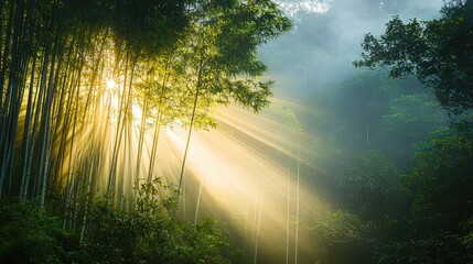 Fototapeta premium A tranquil forest scene with sunlight streaming through bamboo trees, creating a serene and peaceful atmosphere.