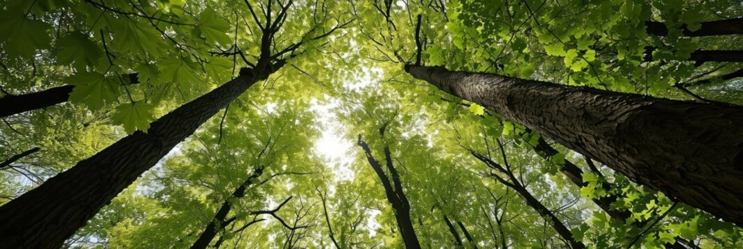 Worm's eye view looking upward at the green tops of trees