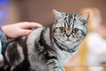 Britisch Kurzhaar silver-tabby Katze auf einer Cat Show