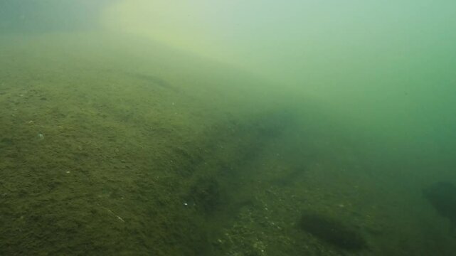 Slow motion of underwater footage of Pike perch (Sander lucioperca) attacking a dead fish. It's an underwater video of Zander. Pike perch swimming. Natural light. Lake habitat. Clear water.