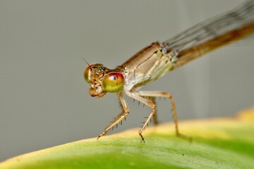 The dragonfly’s transparent wings shimmer in the light, revealing a delicate network of veins. Its large, multi-faceted eyes are clearly visible, adding an almost jewel-like quality to the insect.