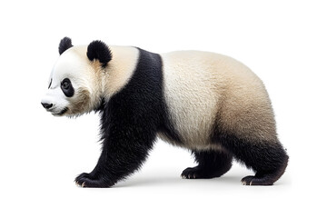 Obraz premium Cute panda isolated on white background