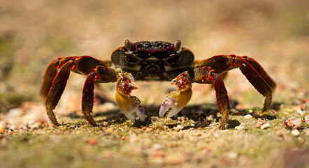 Close-Up of a Sea Crab