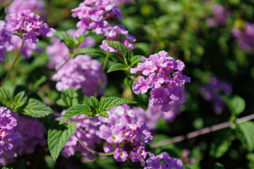 Blossom of bright of Lantana montevidensis in Canary Island. Popular landscape plant. Purple small trailing lantana in family Verbenaceae. Seasonal wallpaper for design. Woody shrub with pink flowers