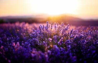 Obraz premium Purple lavender flowers bloom in a field at sunset. The sun shines brightly through the flowers, casting a warm glow over the scene.