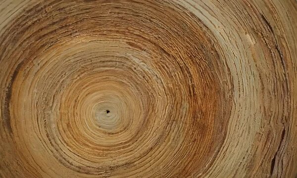 Tree Rings Closeup