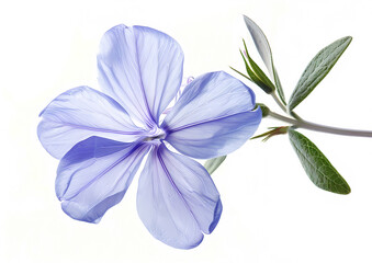 Fototapeta premium Clean flowers