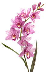 Obraz premium Clean flowers