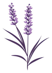 Naklejka premium PNG Lavender flower plant inflorescence.