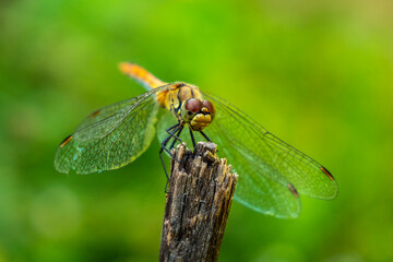 A dragonfly sits on a dried plant.
Dragonflies (Odonata_L) are a detachment of ancient flying insect predators. They feed on insects, in particular bees, caught in flight.
