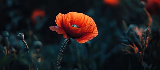 Obraz premium Poppy Flower in a Field
