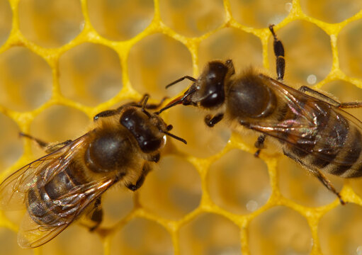 Communication honey bees. 
Bees share information. A good and original story. 
