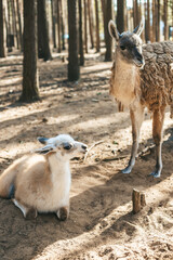 Relaxed baby llama lying down on the ground, with her mother standing behind it