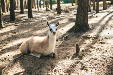 A cute young llama with light beige fur lying on sandy soil in a wooded area