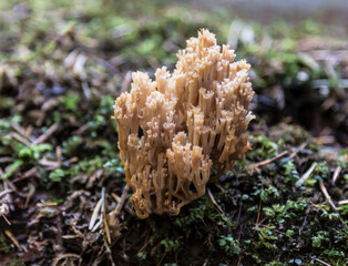 Mushroom box-shaped clavicorona (artomyces pyxidatus) in the autumn forest, closeup