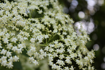 Natural bouquet