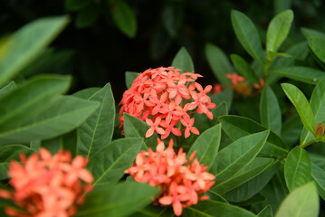 Ixora coccinea pink (also known as forest geranium, flame of the woods or flame of the forest or pendkuli) is a species of flowering plant in the family Rubiaceae.
