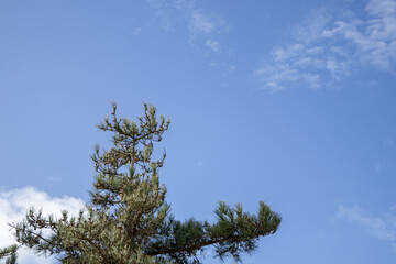 pine tree branches against sky