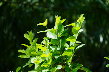 guava leaf plant with blurry background