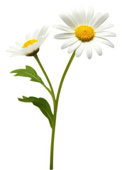 Fototapeta premium PNG Daisy flower plant white.