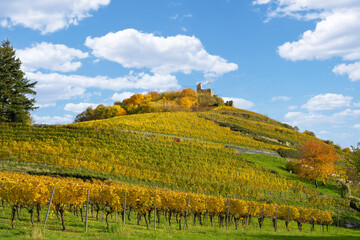 Vineyard with the old castle ruins in Staufen im Breisgau in the Black Forest