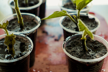 Growing vegetables on the windowsill in the house. Young seedlings in pots on the window, closeup. Healthy seedlings. Hobby gardening.