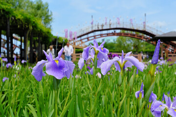 水郷潮来あやめ園　茨城県
